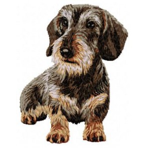 Dachshund - DD34