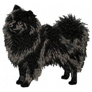 German Spitz - DD45