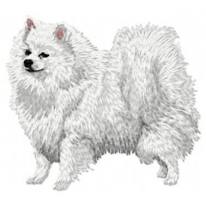 German Spitz -DD46