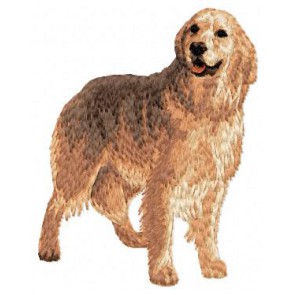 Golden Retriever - DD50