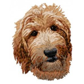 Goldendoodle - DD52