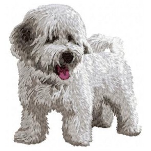 Bichon Havanese - DD54