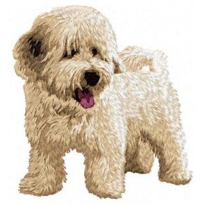 Bichon Havanese - DD55