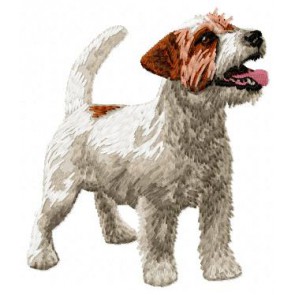 Jack Russell Terrier - DD57