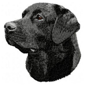 Labrador Retriever - DD63
