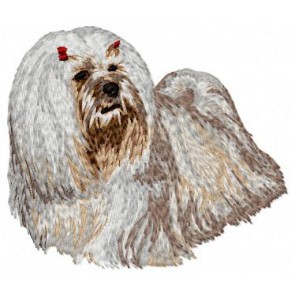 Lhasa Apso - DD67