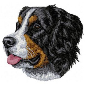 Bernese Mountain Dog - DD6