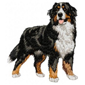 Bernese Mountain Dog - DD7