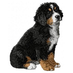 Bernese Mountain Dog - DD8