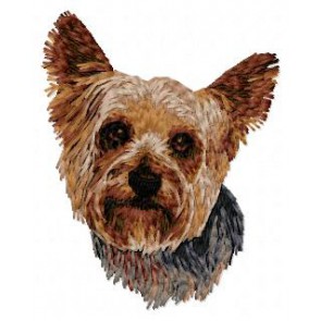 Yorkshire Terrier - DD96