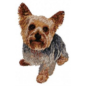 Yorkshire Terrier - DD97