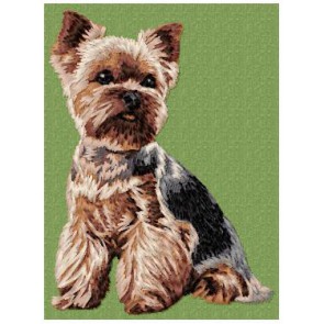 Yorkshire Terrier - DD99