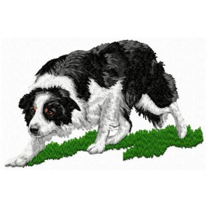 Border Collie - Large DD164