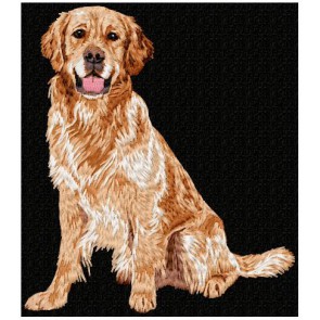 Golden Retriever - LargeDD183