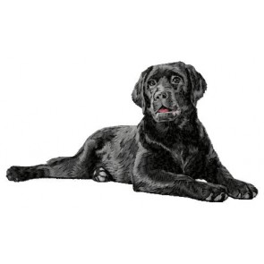 Labrador Retriever - LargeDD200