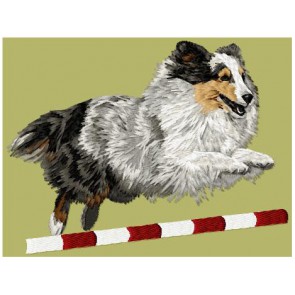 Shetland Sheepdog (Sheltie) - LargeDD204