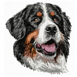 Bernese Mountain Dog - DD107