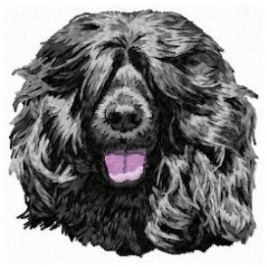 Portuguese Water Dog - DD102