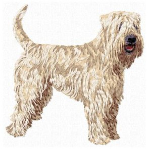 Irish Soft Coated Wheaten Terrier - DD104