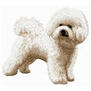 Bichon Bolognese - DD9