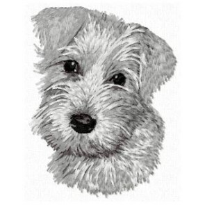 Miniature Schnauzer - DD111