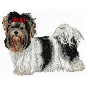 Biewer Yorkshire Terrier - DD109