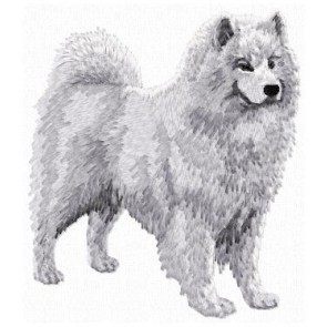 Samoyed - DD147