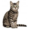 Domestic Shorthair Cat - CD16