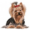 Yorkshire Terrier - DD100