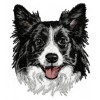 Border Collie - DD11