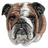 English Bulldog - DD121