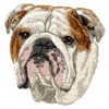 English Bulldog - DD122