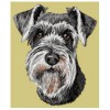Schnauzer - DD217