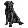 Labrador Retriever - DD61