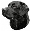 Labrador Retriever - DD63