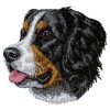 Bernese Mountain Dog - DD6