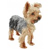 Yorkshire Terrier - DD98