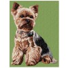 Yorkshire Terrier - DD99