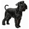 Miniature Schnauzer - DD108