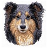 Shetland Sheepdog (Sheltie) - DD110